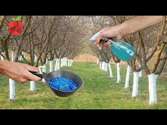 Now protect fruit trees from diseases in the next year - apply this preparation