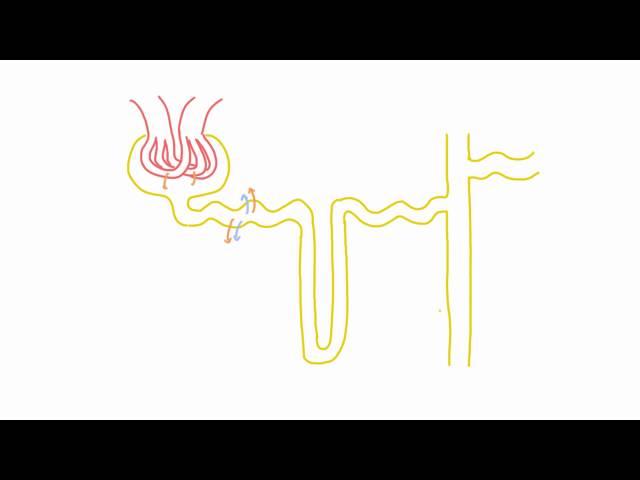 Fluid Compartments of the Body - Introduction