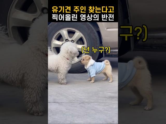 견주를 창피하게 만든, 길에서 만난 유기견의 반전 스토리!