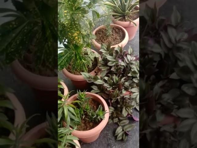 must have hardy plants for   home 🪴 #trending#trendingshorts#terracegarden#gardening#indoorplants