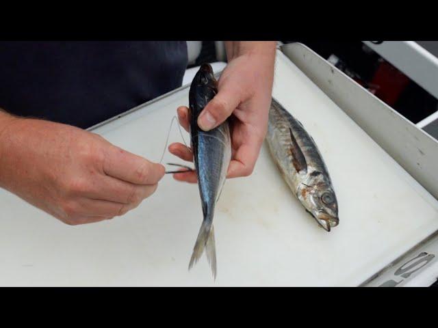 How To Rig Baits For Snapper Straylining