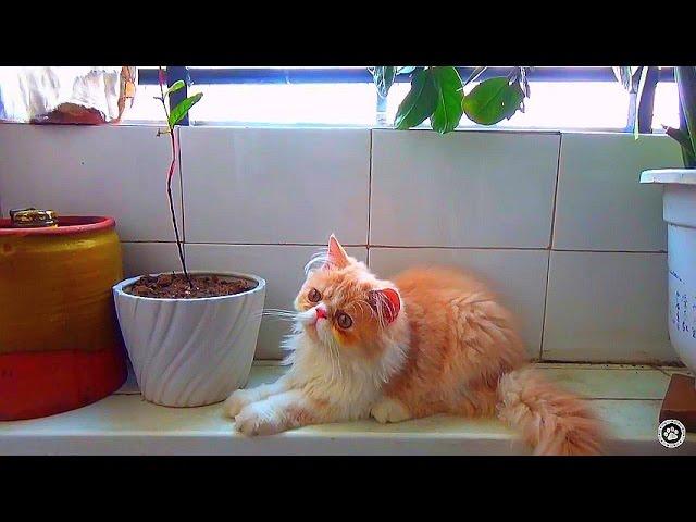 HD No Cat No Life | So Funny Cat Video 2016 | Try Not To Laugh Or Grin