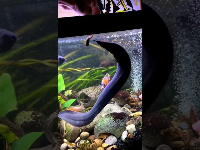  Huge Fire Eel VS Huge Worm 🪱