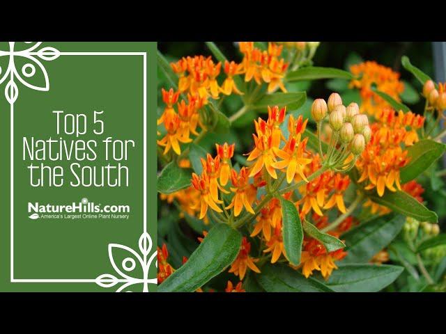 Top 5 Native Plants for the South