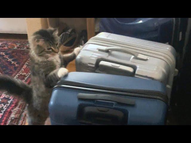 Cat vs Suitcases (Epic!) - Kitty Piano Adventures