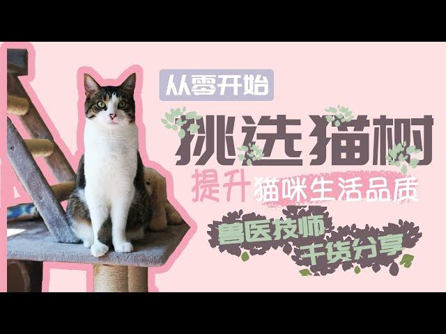 猫树怎么挑选？铲屎官必看｜兽医技师教你宠物日常护理【RVT大竹子】