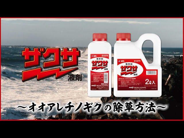 ザクサ侍　参番勝負　～オオアレチノギク編～