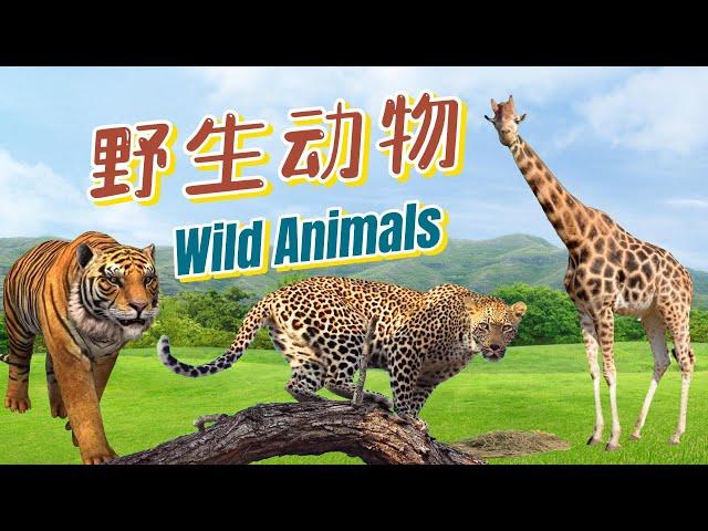 学中文|野生动物|Learn Chinese |Wild Animals in Chinese|中文加油站GG