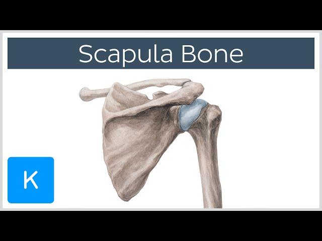 Anatomy and Function of the Scapula - Human Anatomy | Kenhub