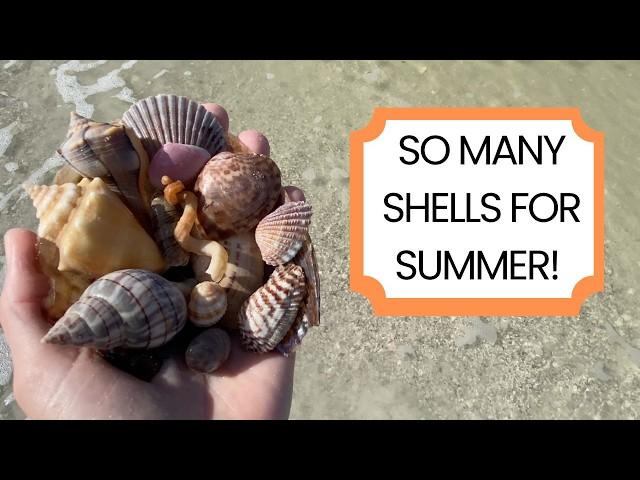 Better than summer shelling! My favorite place to find seashells was so good to me!