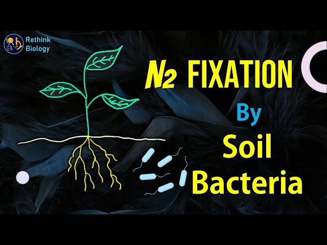 Nitrogen Fixation by Soil Bacteria