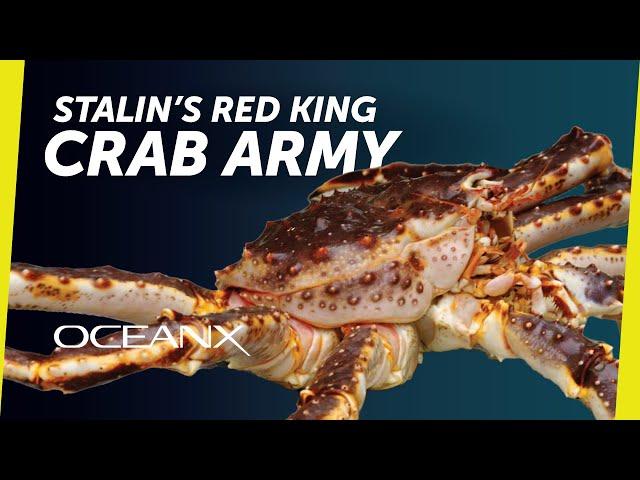 How Stalin Created Norway's King Crab Fishery I Ocean History You Never Knew