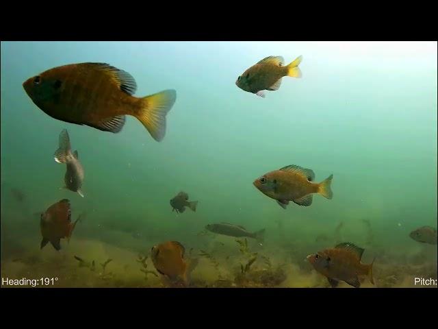 Exploring a weed bed, #walleye #fyp #largemouthbassfishing #bass #bluegillfishing