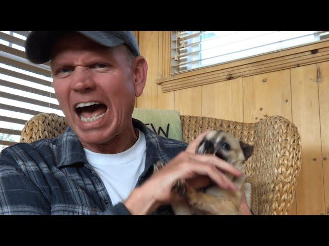 Angry Pets Compilation: Funny Angry Pets of The Week | The Pet Collective