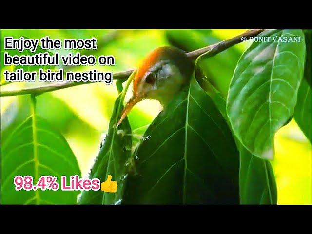 Tailorbird nesting story