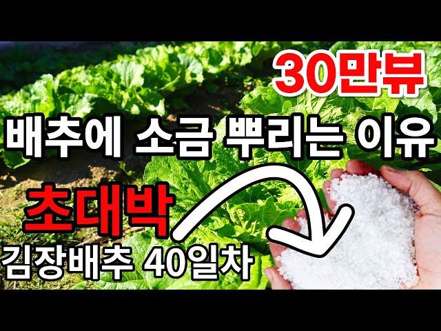 김장배추 소금을 뿌리는 이유 배추결구 시기에 소금을 주면 무름병 예방하고 알차고 맛있는 배추가 됩니다