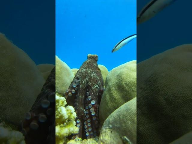 #shortsvideo #shorts #funnyanimals #octopus Reef octopus #marine