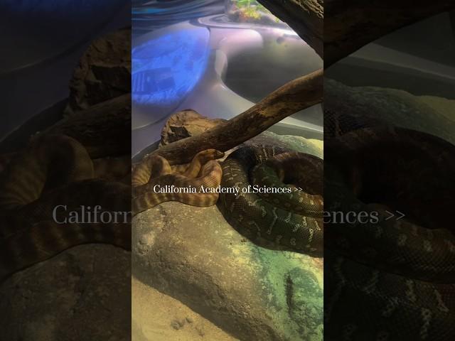 California Academy of Sciences in San Francisco #sanfrancisco #californiatravel #aquarium