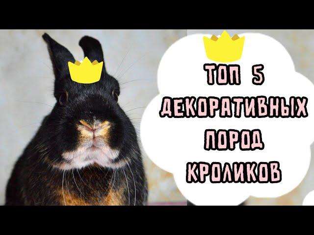 ТОП 5 ПОРОД ДЕКОРАТИВНЫХ КРОЛИКОВ | САМЫЕ ПОПУЛЯРНЫЕ ПОРОДЫ ДЕКОРАТИВНЫХ КРОЛИКОВ