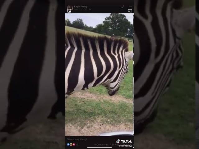 What’s up buddy I know you hungry (TikTok)