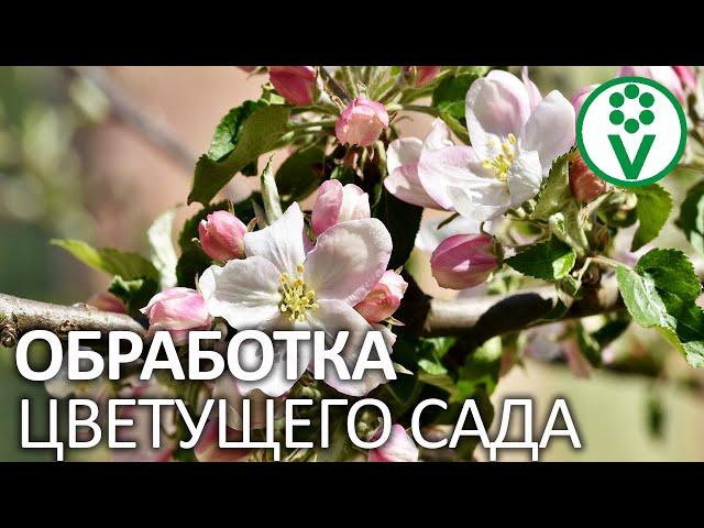 БОРЬБА С ВРЕДИТЕЛЯМИ ПЛОДОВЫХ БЕЗ ХИМИИ! Обработка сада от цветоедов весной