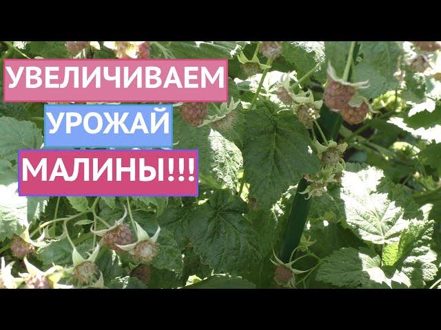 КАК ПОЛУЧИТЬ ГИГАНТСКИЙ УРОЖАЙ МАЛИНЫ! МОИ ПРАВИЛА ЛЕТНЕГО УХОДА!