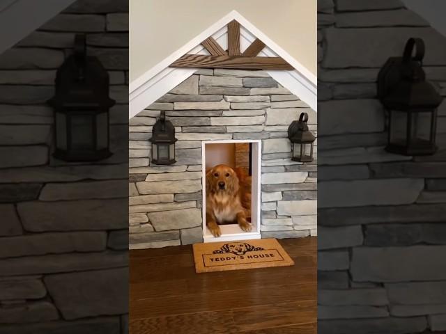 Building the worlds most famous doghouse! #dog #goldenretriever