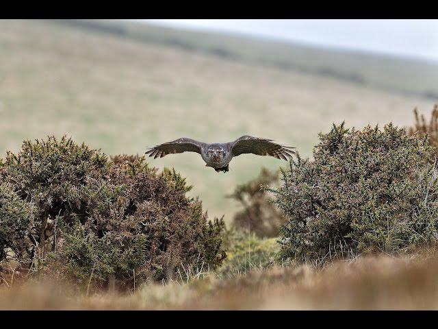 Falconry 4 | Hunting with Goshawks, Peregrine Falcons & Harris' Hawks - with Nigel Hawkins