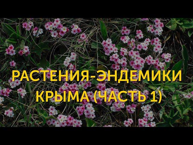 Растения-эндемики Крыма (часть 1)