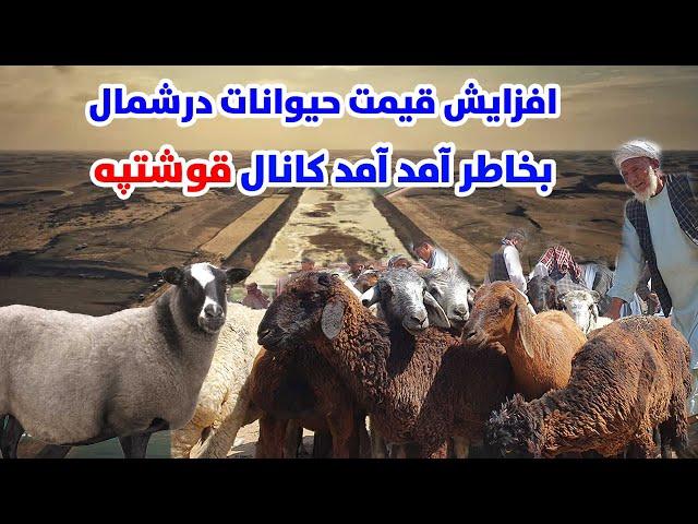 افزایش قیمت حیوان درشمال کشور بخاطر آمد امد کانال قوشتپه،خوشحالی مردم از تکمیلی قوشتیپه |  QOSHTEPE