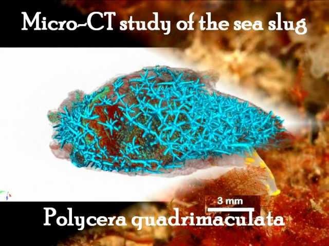 Micro-CT anatomical study of the sea-slug (Mollusca: Nudibranchia)  Polycera quadrilineata