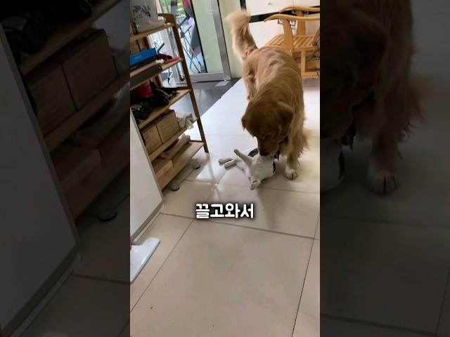 의심해서 미안해 골댕아...ㅠㅠ