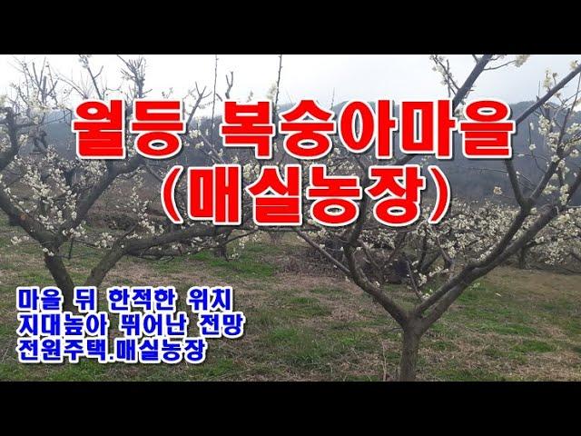 순천시 농지6천5백만원 / 월등면 신월리, 지대높아 경관좋은 한적한 위치 매실밭1,418 ㎡(약429)