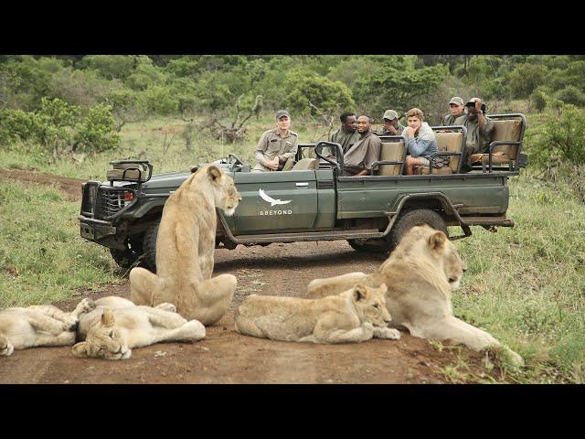 AFRICAN SAFARI 4K | Incredible Big Five animal sightings (Kruger National Park)