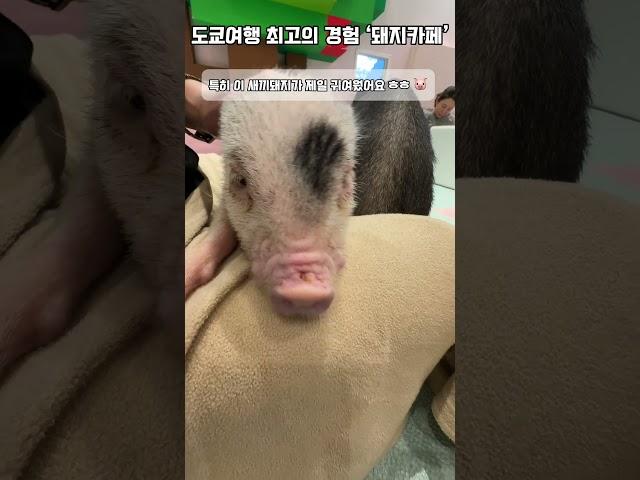 도쿄여행 필수코스 돼지카페 mipig #shorts