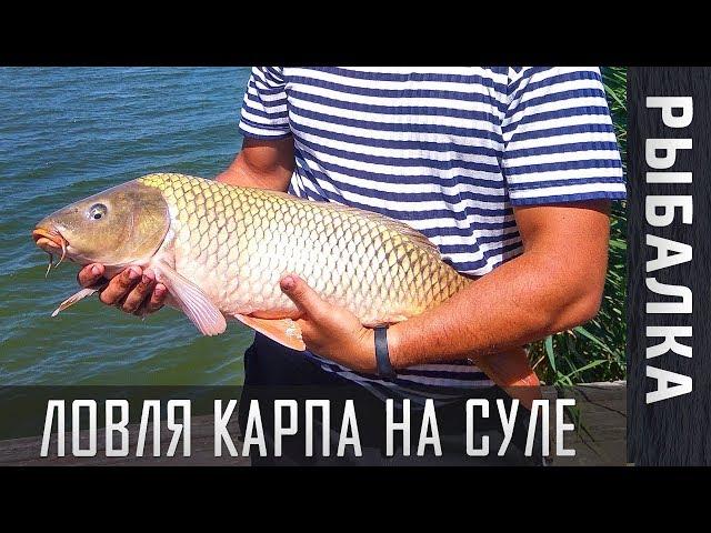 Карп 5,5 кг! Рыбалка на Суле, село Липовое ► Лучшее место для рыбалки КРУПНОГО КАРПА!