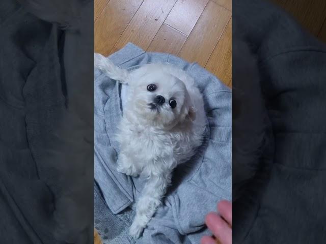 키우는 분들은 공감들하시죠??ㅎㅎ양말바지 못입게하는 강아지