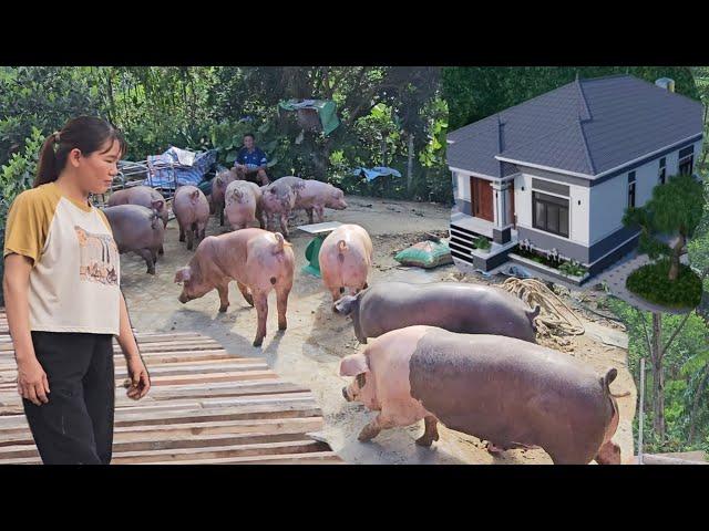 How many tons of pigs does Kieu need to sell to build her dream house? ( Ep 363 )