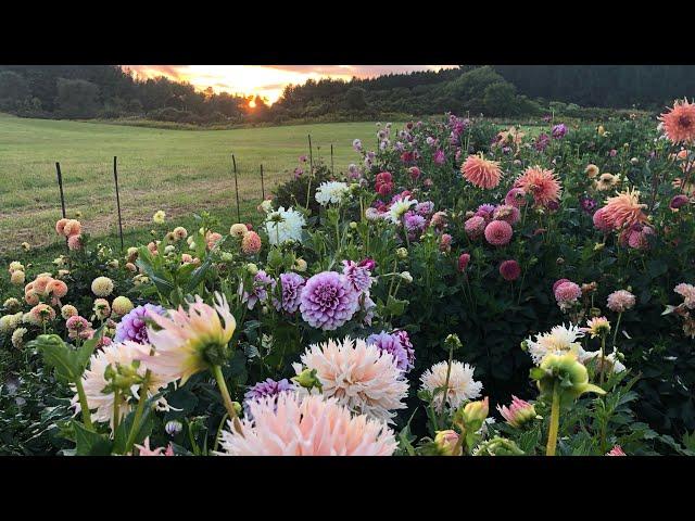 First 2024 tour of the dahlia plot - show blooms, seedlings and new cultivars.