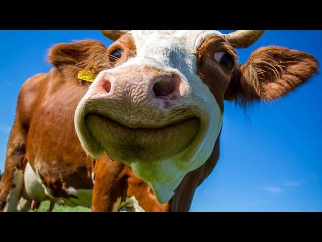 COW VIDEO  COWS MOOING  | Cow Video