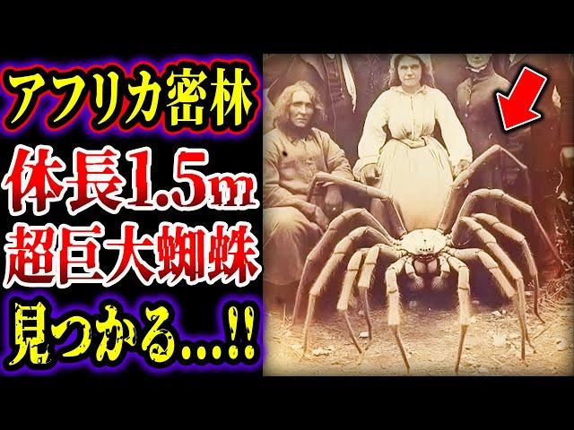 【ゆっくり解説】確実に実在する…前人未到の密林に1.5mの超巨大クモ…コンゴで目撃されたヤバいUMAたち…!!!【巨大生物】