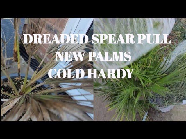 DREADED SPEAR PULL, PLUS NEW COLD HARDY PALMS 