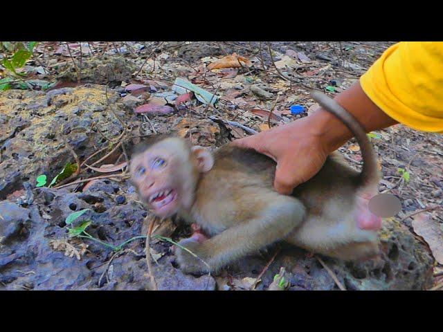 We try to help a new abandoned monkey have breakfast.