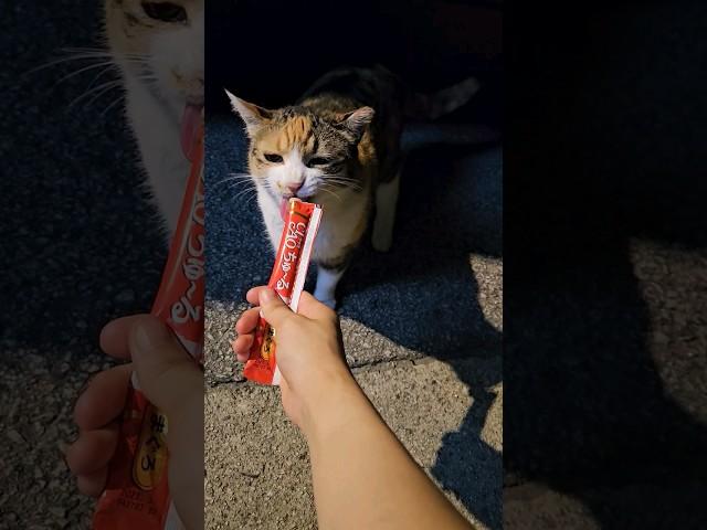 #고양이 #귀여워 #길냥이 #cat #사랑해 #집사 #츄르 #츄르먹방 #알바