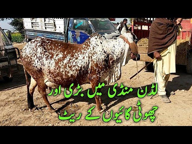 Cholistani Cow mandi rate heavy cows and and smart cows