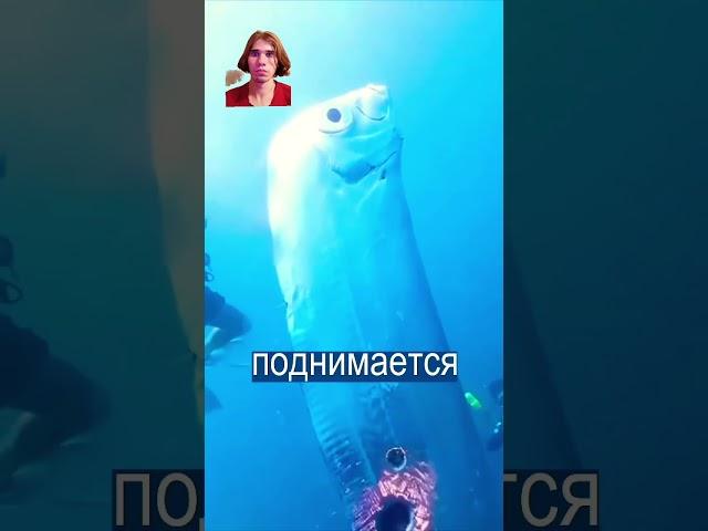 #andreynik2006 #рекомендации #юмор #коллаб #дуэт #реакция #короченовости #новости #события