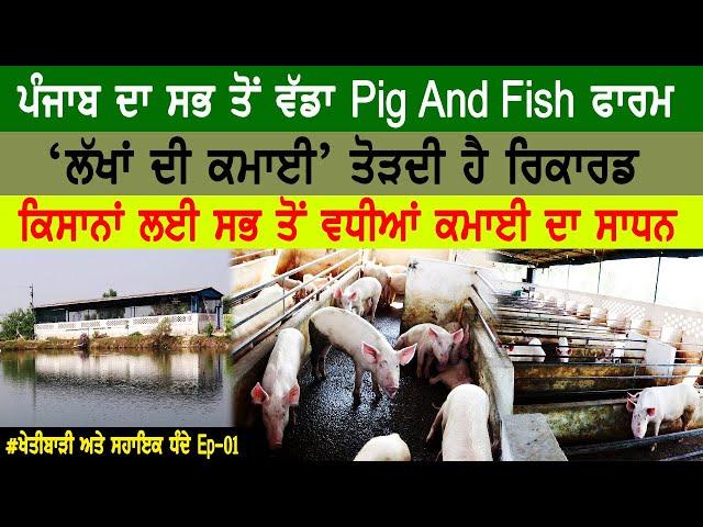 How to start pig and fish farm|ਪੰਜਾਬ 'ਚ ਵੱਡਾ ਸੂਰ ਅਤੇ ਮੱਛੀ ਫਾਰਮ|ਕਿਸਾਨਾਂ ਲਈ ਵੱਡਾ ਕਮਾਈ ਦਾ ਸਾਧਨ|Ep-01