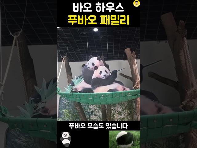 바오 하우스에 푸바오 패밀리~ #fubao #panda #판다 #푸바오