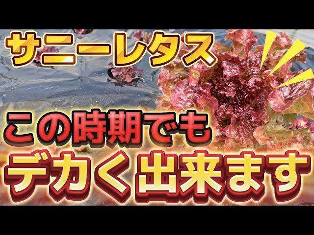 【サニーレタス】冬でもでかく！！これをやれば最速で収穫出来ます。今の時期は、〇〇が、一番大事。