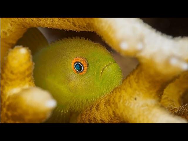 Facts: The Emerald Coral Goby